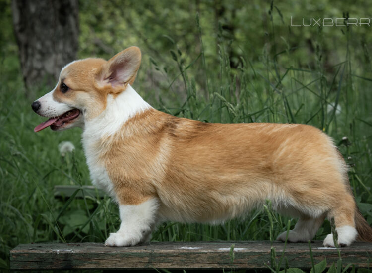 LUXBERRY KIWI IVORI